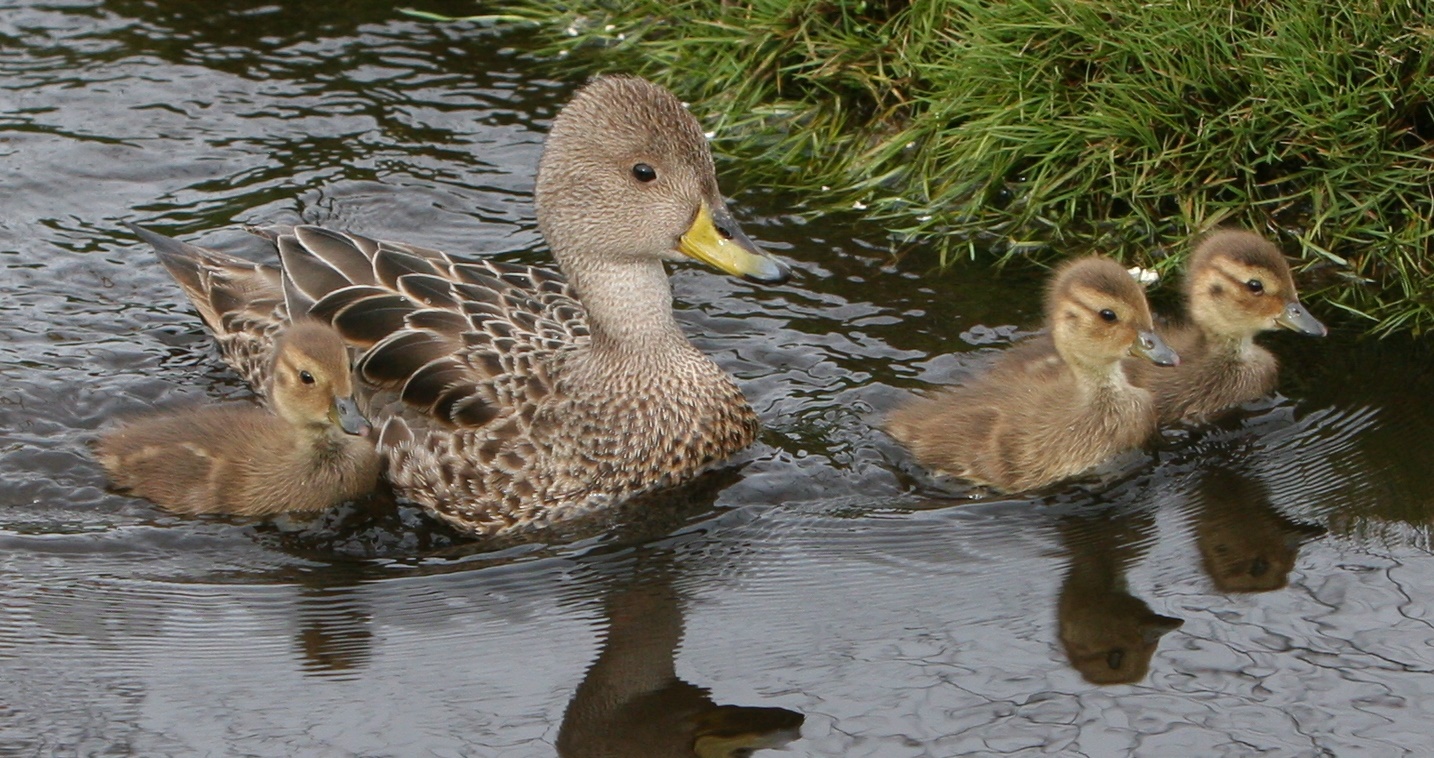 South Georgia Pintails (image: Tony Martin)